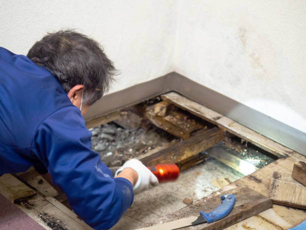 Best Mold Damage Repair  in Arcadia, LA