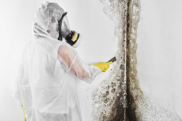 Best Office Mold Removal Services  in Arcadia, LA