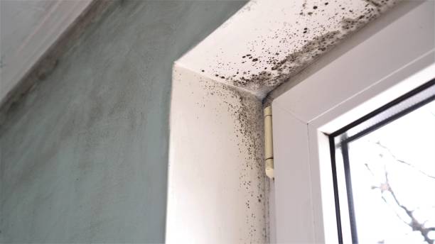 Best Attic Mold Removal  in Arcadia, LA
