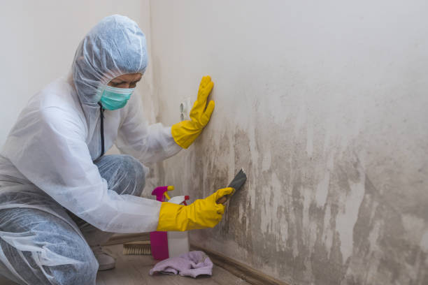 Best Local Mold Removal Service  in Arcadia, LA