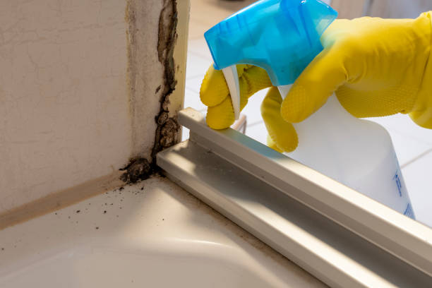 Best Mold Removal Near Me  in Arcadia, LA
