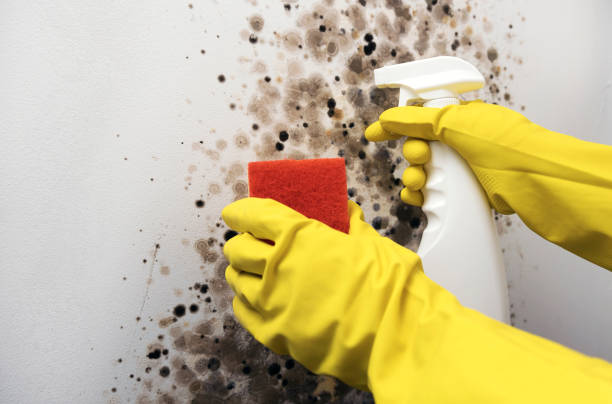Professional Mold Removal in Arcadia, LA