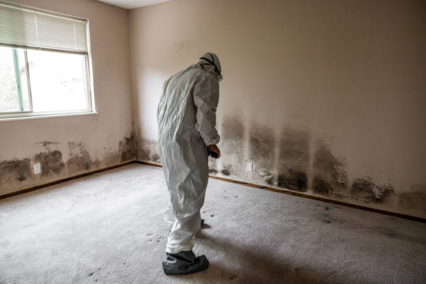 Mold Removal and Inspection in Arcadia, LA